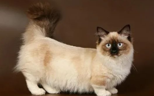 Порода котов манчкин биография, описание