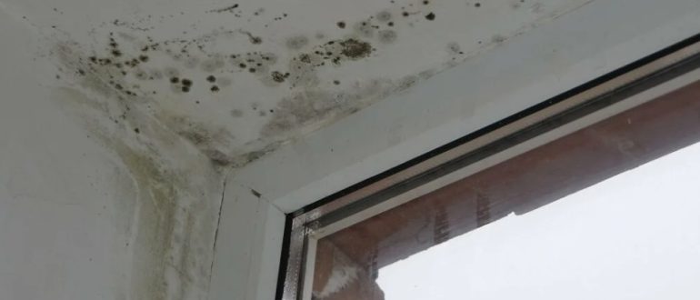 Почему новые пластиковые окна могут привести к плесени