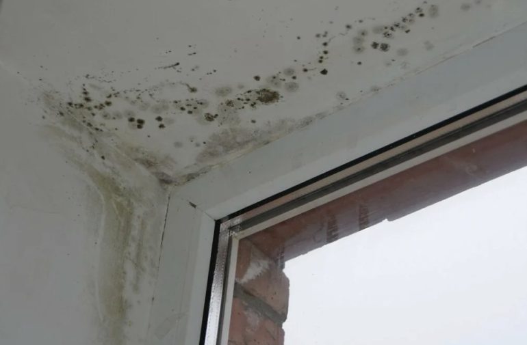 Почему новые пластиковые окна могут привести к плесени
